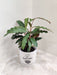 Calathea Rufibarba indoor plant in white pot for corporate gifting