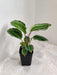 Compact Indoor Calathea JF Macbr Plant with vibrant leaves