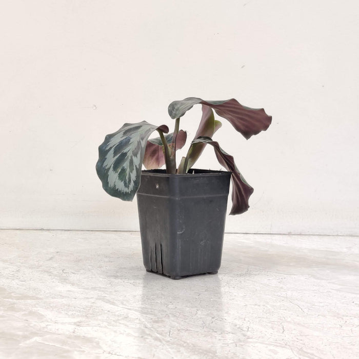 Calathea Kennedy 7 cm pot