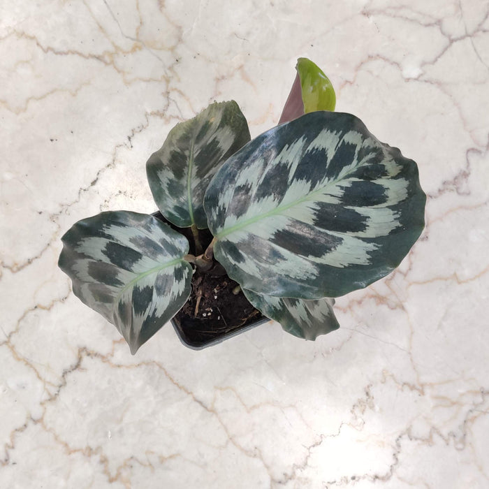 Calathea Kennedy 7 cm pot