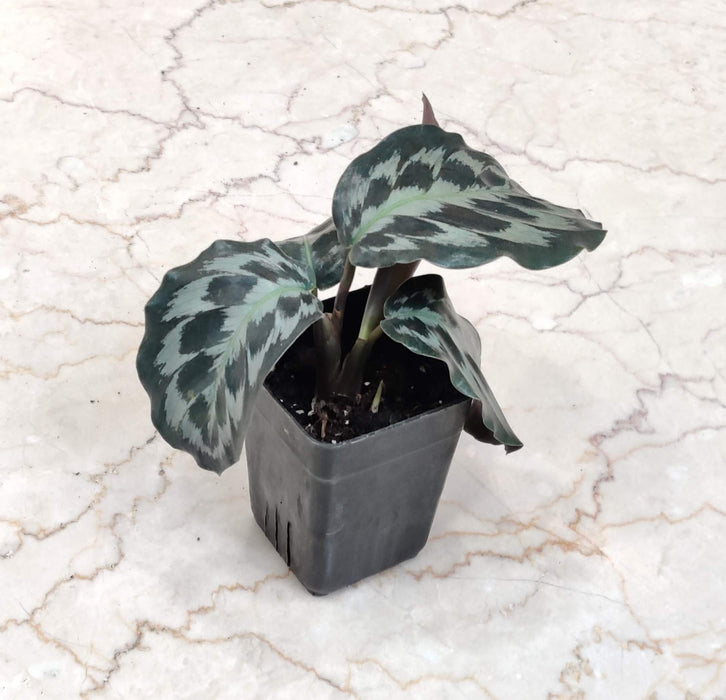 Calathea Kennedy 7 cm pot