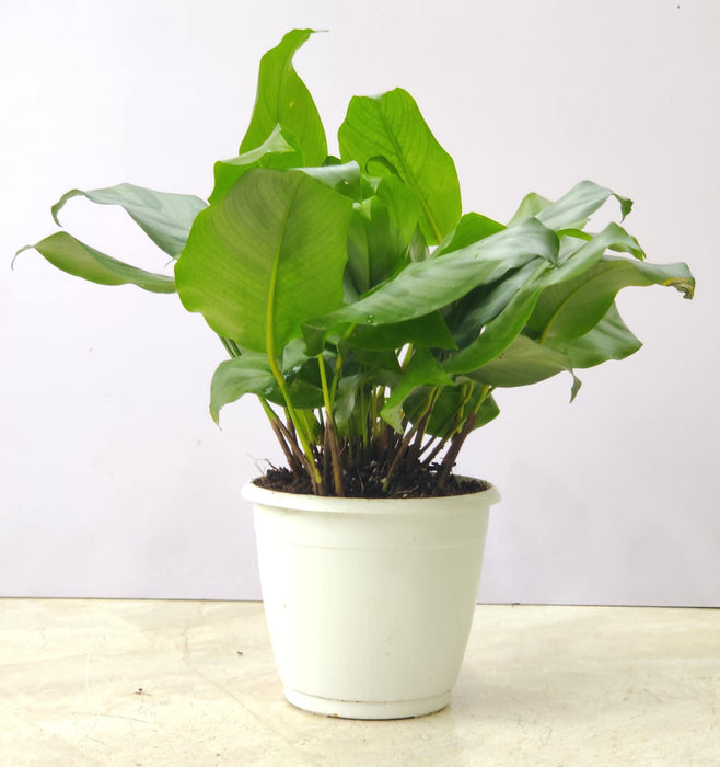 Calathea Bella Plant In 12 cm pot