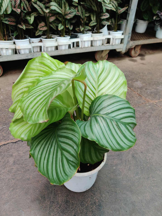Calathea Orbifolia Plant In 18 cm pot