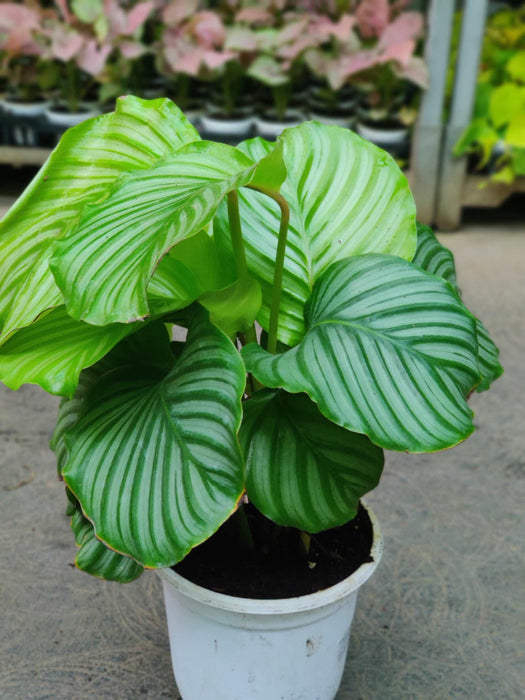 Calathea Orbifolia Plant In 18 cm pot