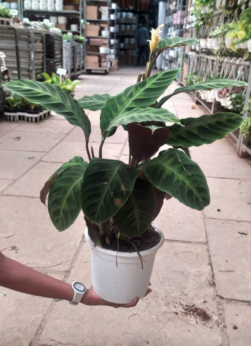 Calathea Warscewiczii 18 cm pot