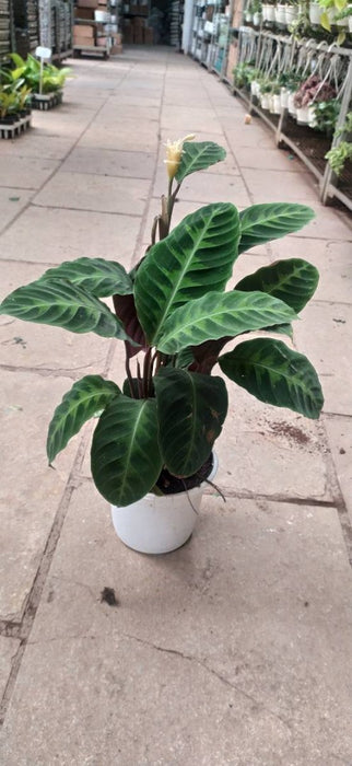 Calathea Warscewiczii 18 cm pot