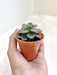Echeveria Melaco Small  Indoor Succulent in Pot