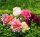 Carnation Chabaud Mix Flower Seeds