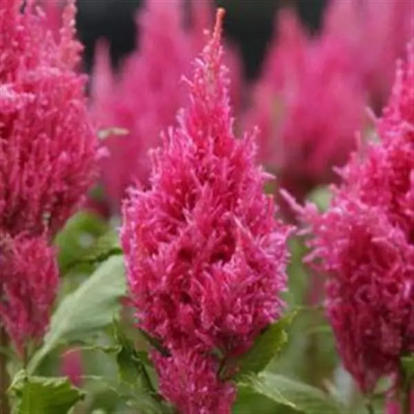 Celosia Plumosa Sunday Dark Pink Flower Seeds