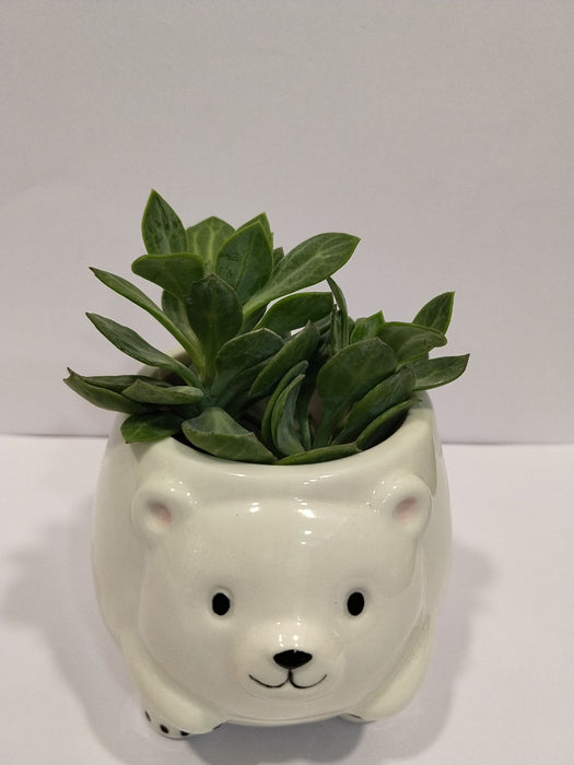 Bear Shape Ceramic Pot | Mini Planter