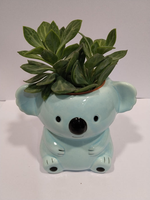 Cute Blue Koala Planter | Small Ceramic Pot