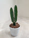 Trio of Budding Cacti in Sleek White Containers