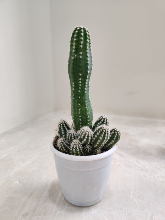 all Cereus Cactus in Sleek White Pot