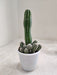 all Cereus Cactus in Sleek White Pot