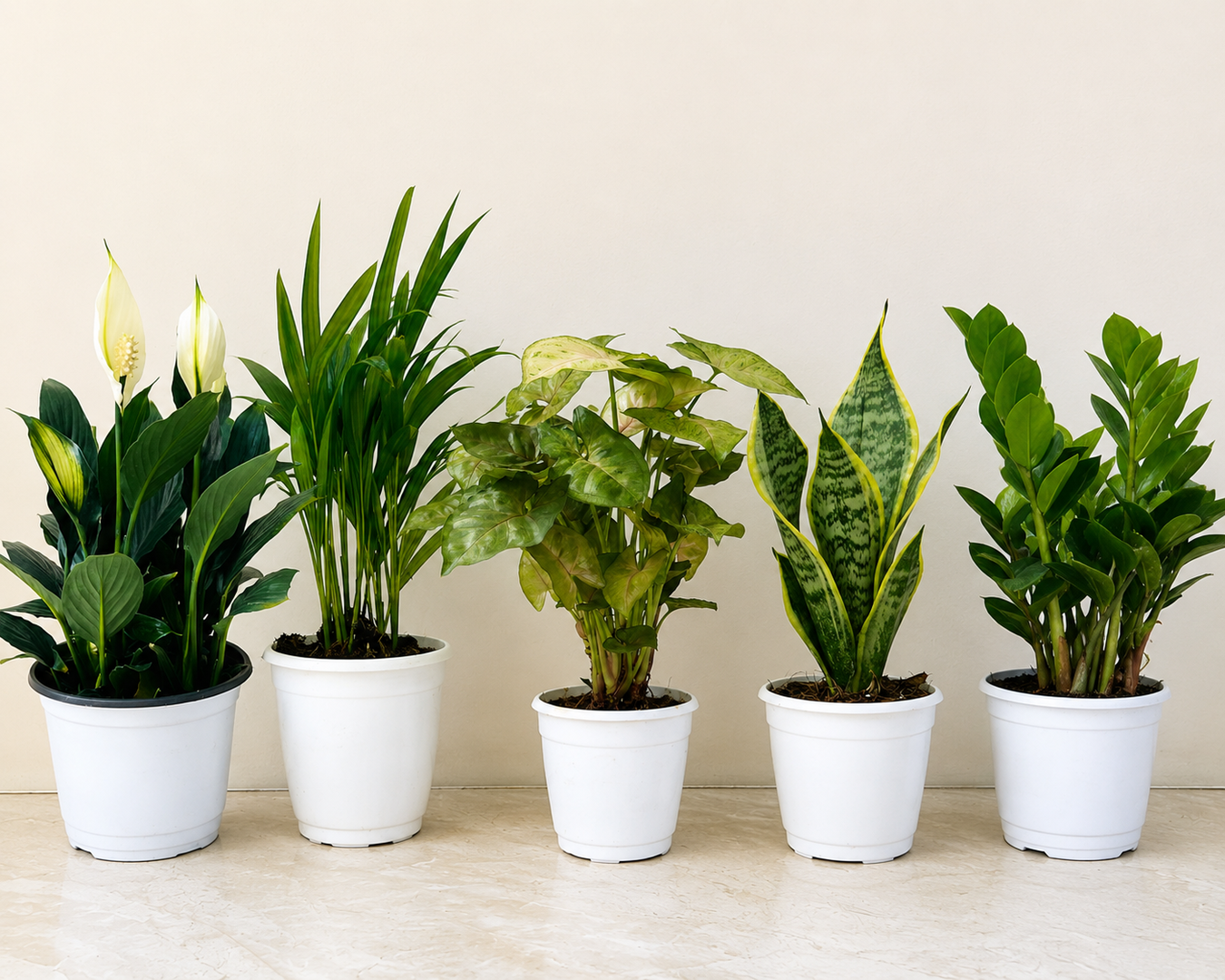 Plants Combos