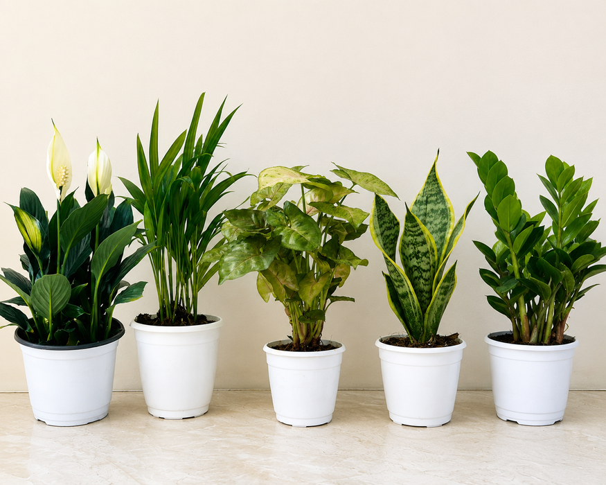 5 Plants That Thrive During Monsoon | Easy-Care Indoor Plants Combo