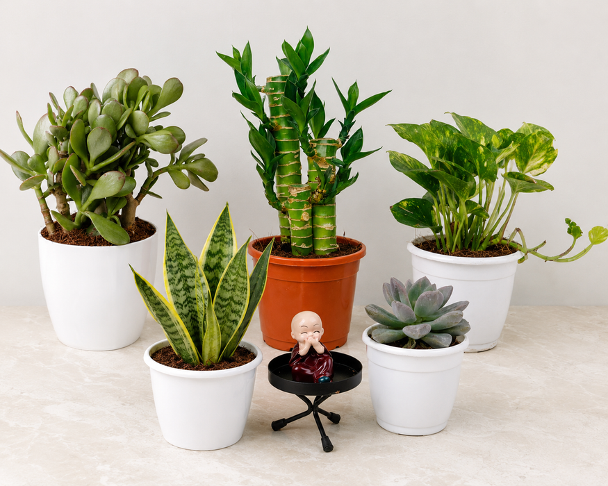 Buy 5 Best Plants for Your Work Desk | Low-Maintenance Office Plants Combo