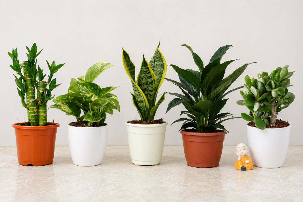 Buy Lucky Plants Combo – Good Luck Indoor Plants Set with Peace Lily, Lotus Bamboo, Money Plant, Snake Plant & Jade Plant