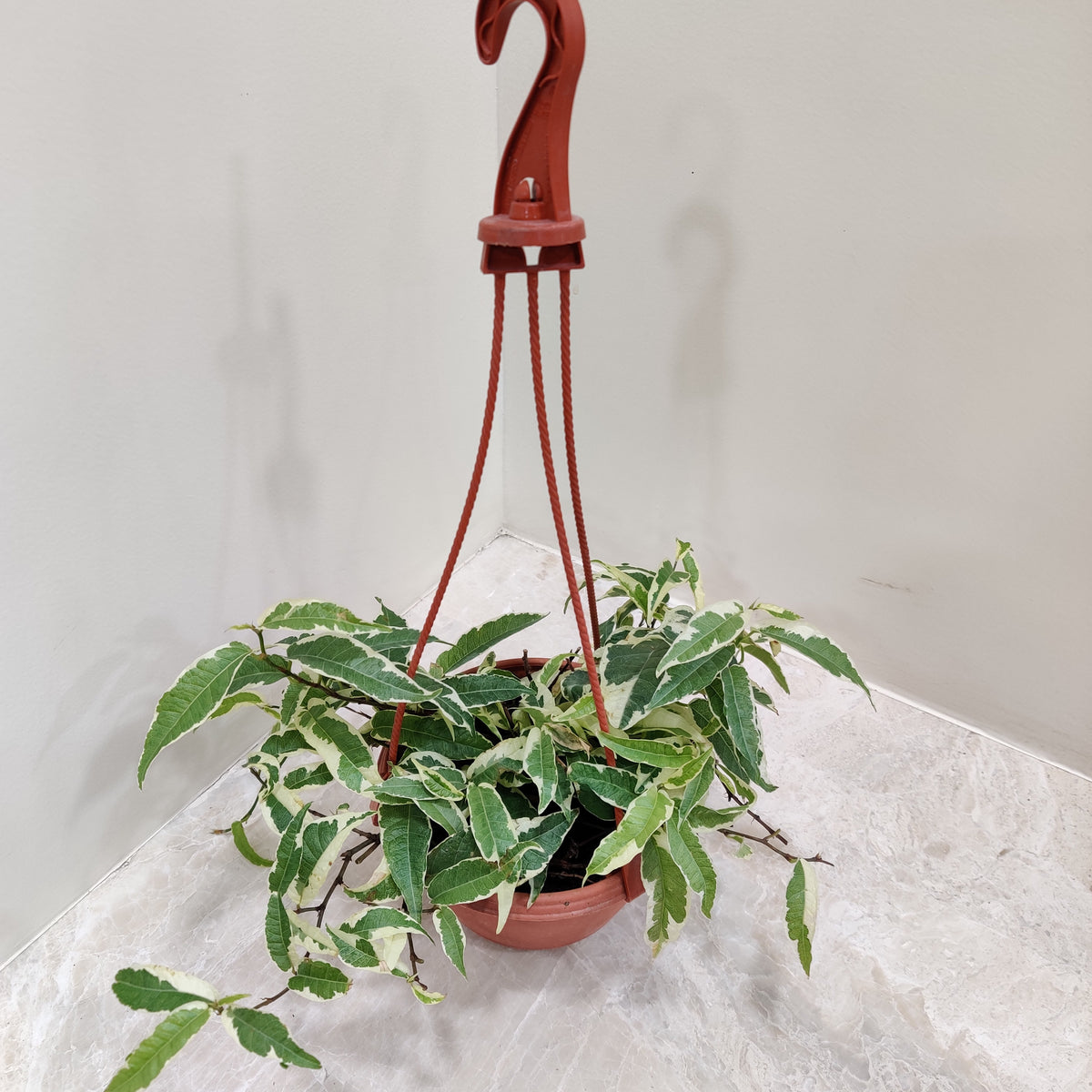 Shop Ficus Radicans Variegated in 15 cm Hanging Pot