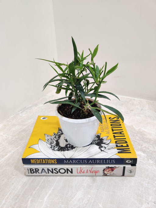 Hoya Longifolia with elongated green leaves in hanging pot.