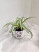 Serene green Spider Plant perfect for corporate gifting