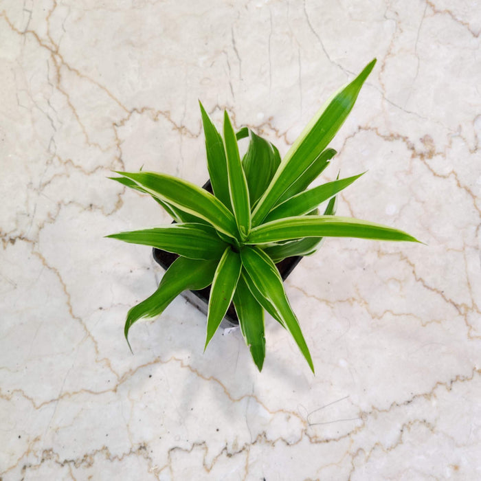 Chlorophytum  Plant In 8.5 Cm Pot