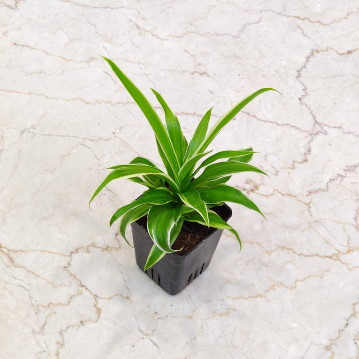 Chlorophytum  Plant In 8.5 Cm Pot