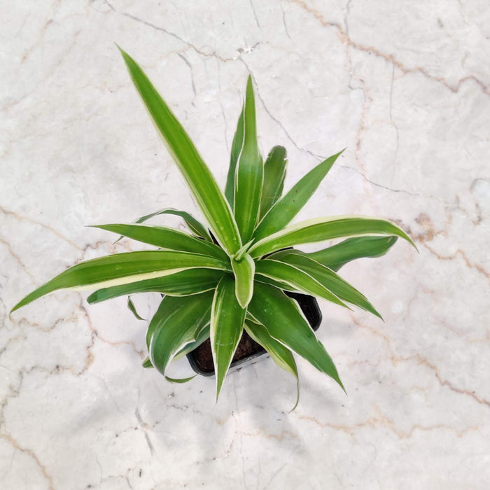 Chlorophytum  Plant In 8.5 Cm Pot