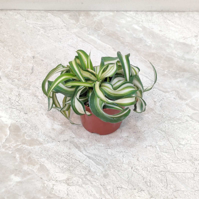 Chlorophytum comosum Bonnie plants 8.5 cm pot