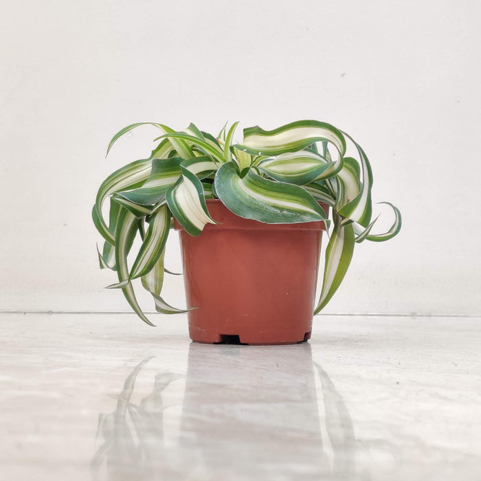 Chlorophytum comosum Bonnie plants 8.5 cm pot