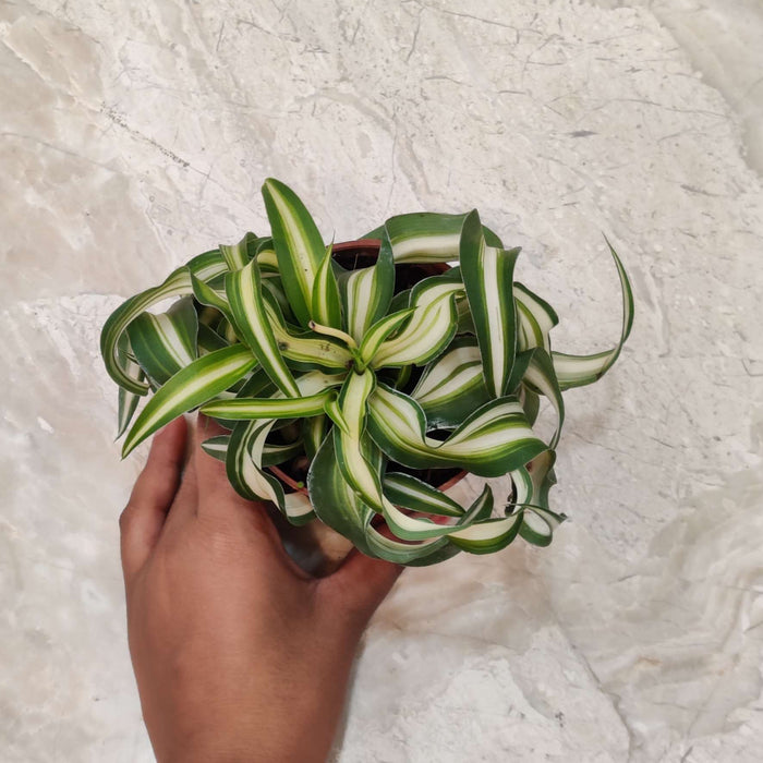 Chlorophytum comosum Bonnie plants 8.5 cm pot