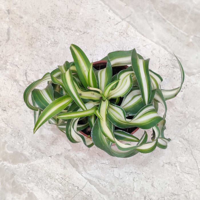 Chlorophytum comosum Bonnie plants 8.5 cm pot