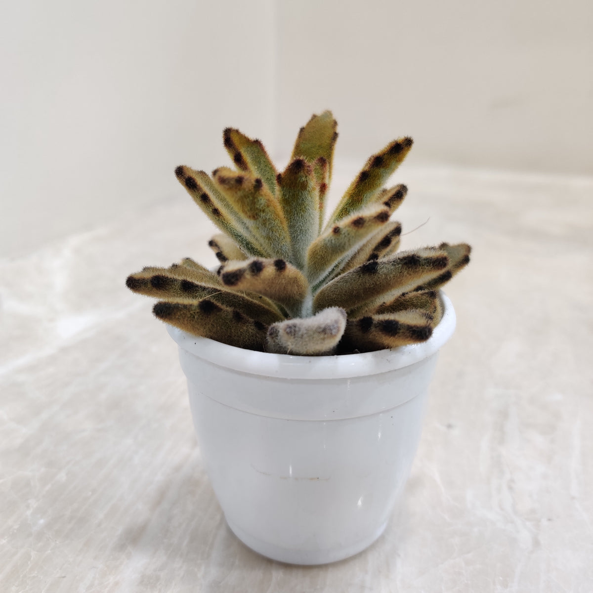 chocolate soldier plant indoor Kalanchoe tomentosa Chocolate Soldier Succulent Plant – ChhajedGarden.com