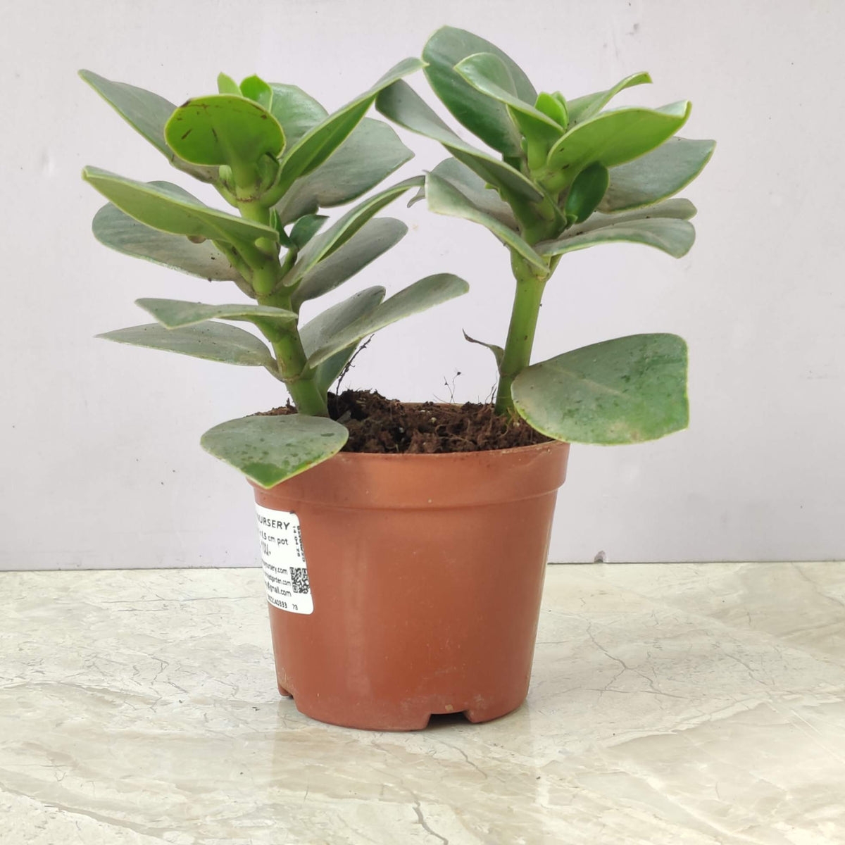 clusia-rosea-plant-in-8-5-cm-pot-chhajedgarden