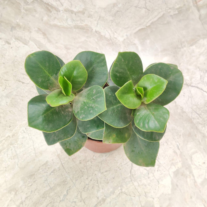 Clusia Rosea Plant In  8.5 Cm Pot