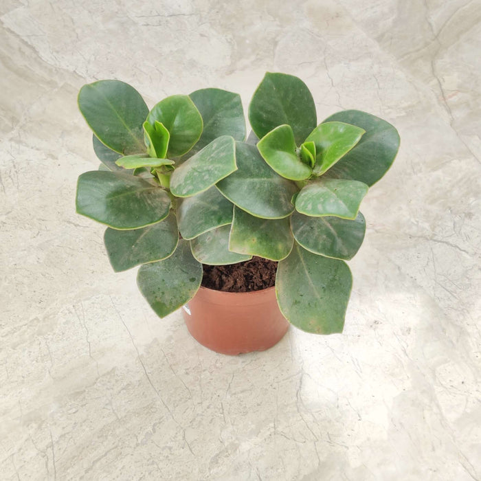 Clusia Rosea Plant In  8.5 Cm Pot