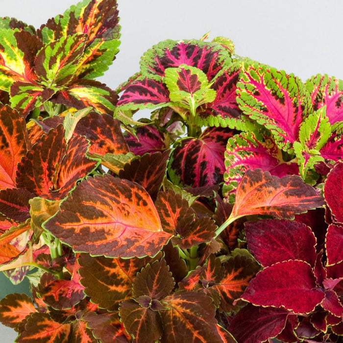 coleus plant seeds online Coleus Superfine Rainbow Masterblends Flower Seeds