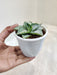Agave-Tropicana-Indoor-Decorative-Plant