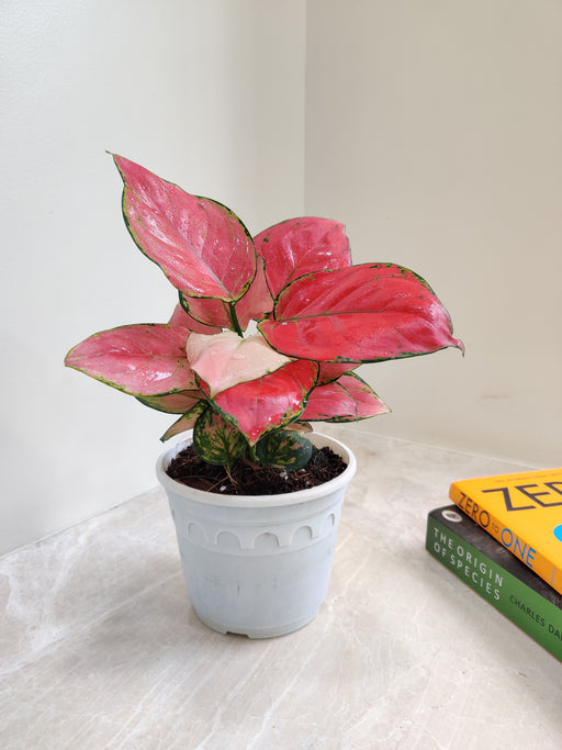 Pink-veined Aglaonema decorative houseplant