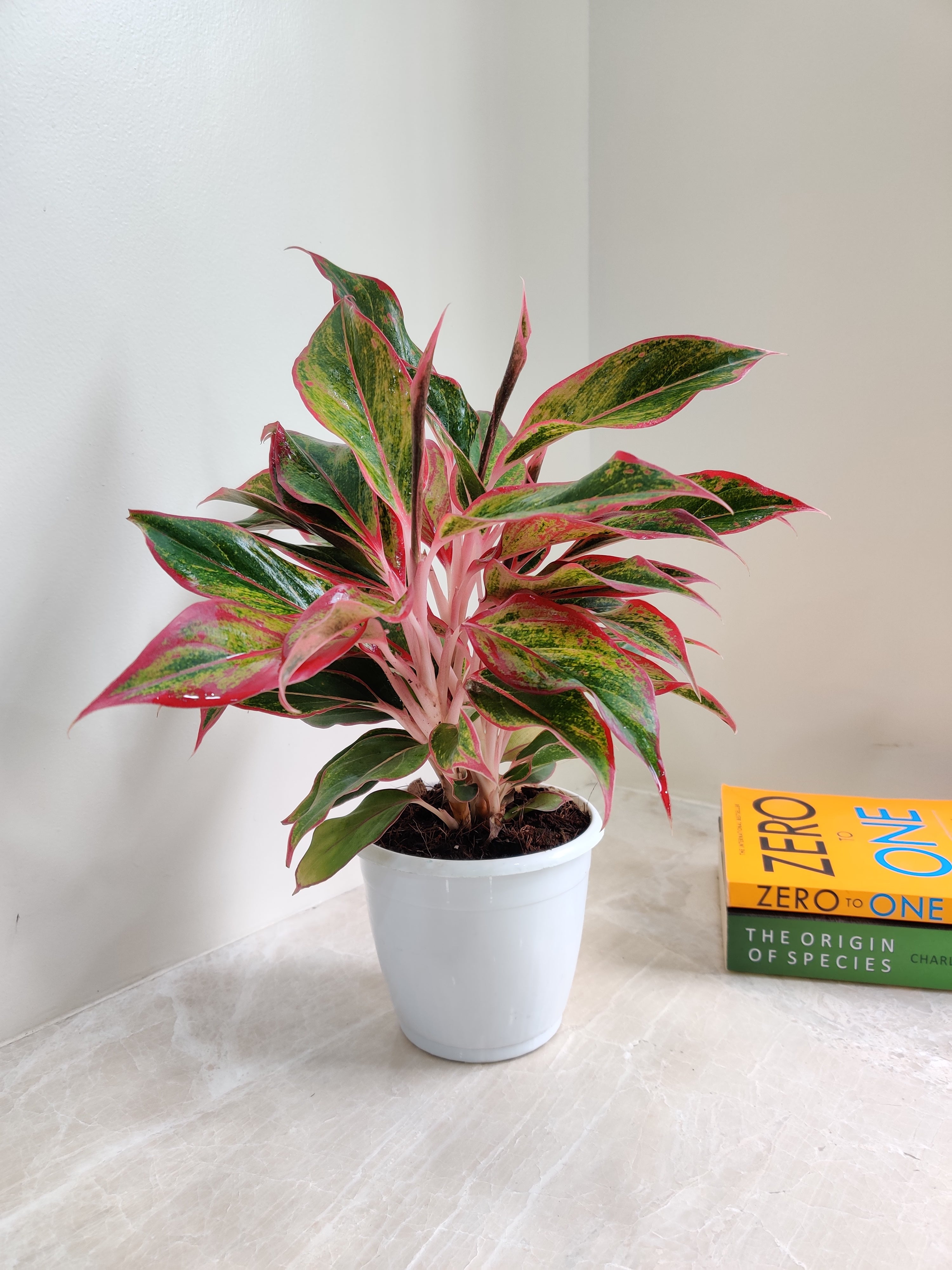 aglaonema compact Exotic Aglaonema Lipstick Red Plant