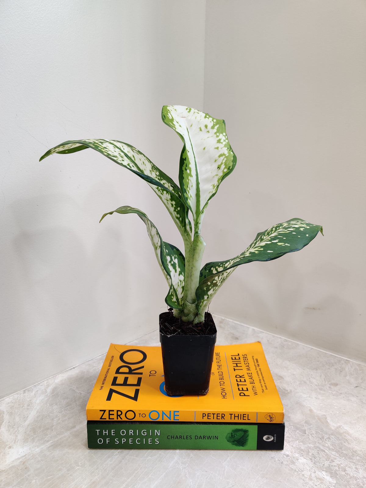 delilah indoor plant Buy Dieffenbachia Delilah Plant Online India at Lowest Price – ChhajedGarden.com