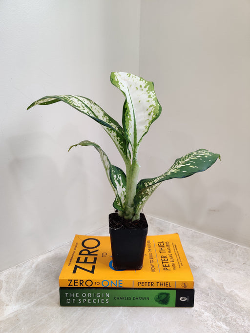 Dieffenbachia 'Delilah' in 8.5 cm pot with variegated leaves