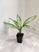 Dieffenbachia Vesuvius with variegated leaves in a small pot