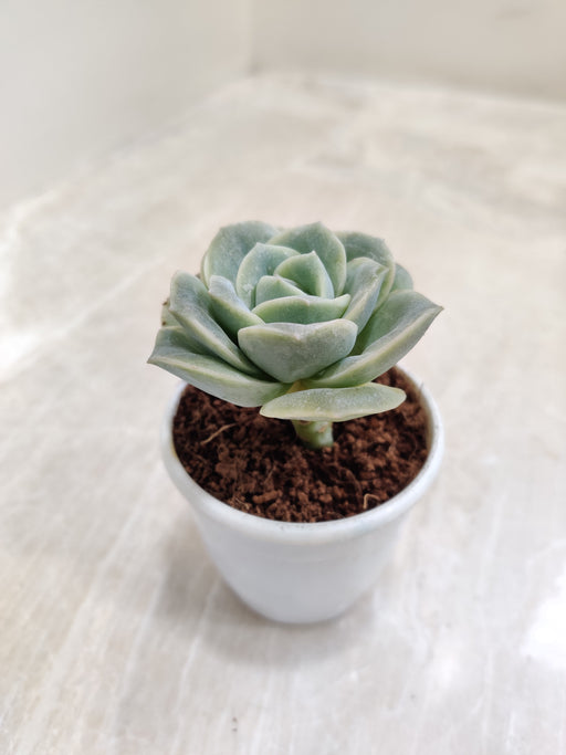 Graptoveria-Lovely-Rose-Indoor-Succulent-Top-View