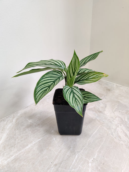 Indoor green and white striped Calathea