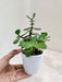 Jade-Plant-White-Pot-Decor-Indoor-Succulent