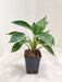 Healthy Philodendron Birkin Small Plant in 8.5 cm Nursery Pot