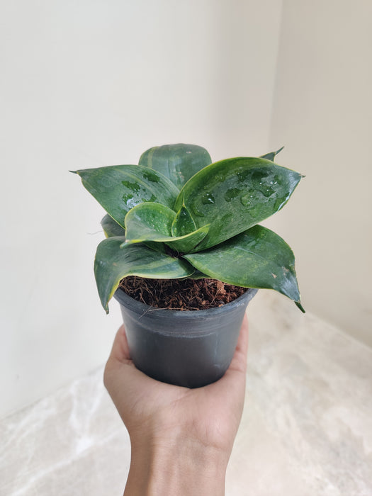Petite Indoor Green Jewel Sansevieria plant