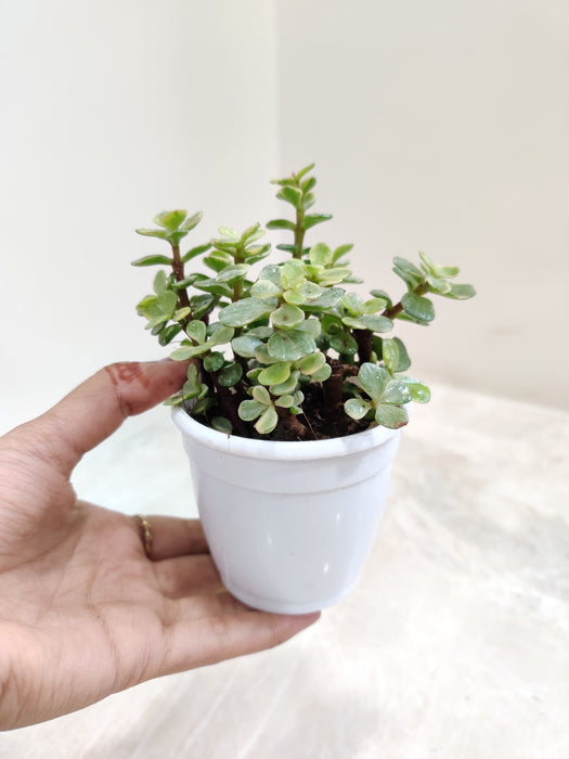hydroponic jade plant Variegated Jade Plant - Compact & Versatile