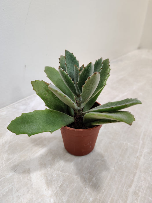 behartii succulent kalanchoe-beharensis-small-succulent – ChhajedGarden.com